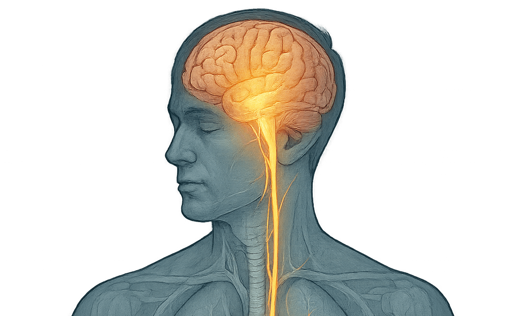 Why the Vagus Nerve and Your Mattress Should Be Best Friends